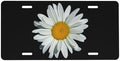 Retro Daisy Front License Plate 6" * 12" for Women