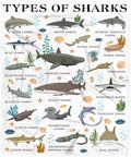 Types of Sharks Blanket Gifts for Women Teens Men Adult Shark Lovers - Shark Print Plush Cozy Warm Fuzzy Throw Flannel Comforter Sheet Decor for Birthday Home School Car Bed Couch Sofa - 50" X 60" by Nairatmya